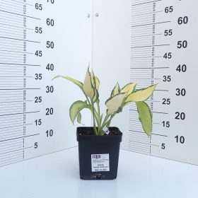 HOSTA ORANGE MARMALADE
