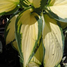 hosta orange marmalade