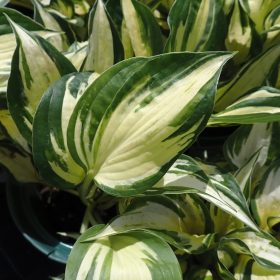 hosta pathfinder