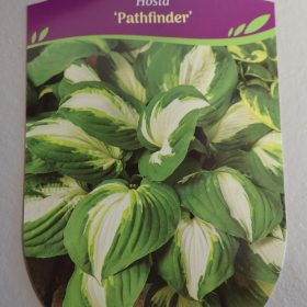 HOSTA PATHFINDER