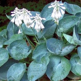 Hosta 'Abiqua Drinking Gourd'