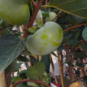 Kaki 'Jiro'