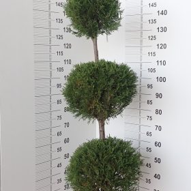 Čempres Leylandii '2001' - Vrtni centar