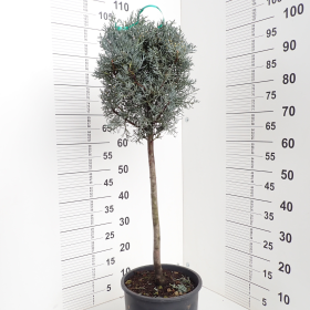 Cupressus arizonica 'Fastigiata'