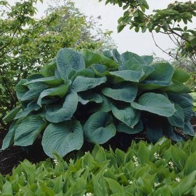 Hosta 'Big Daddy'