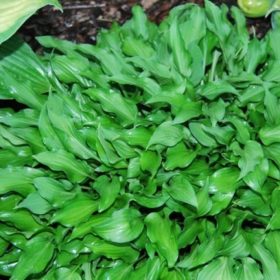 Hosta 'Minor'