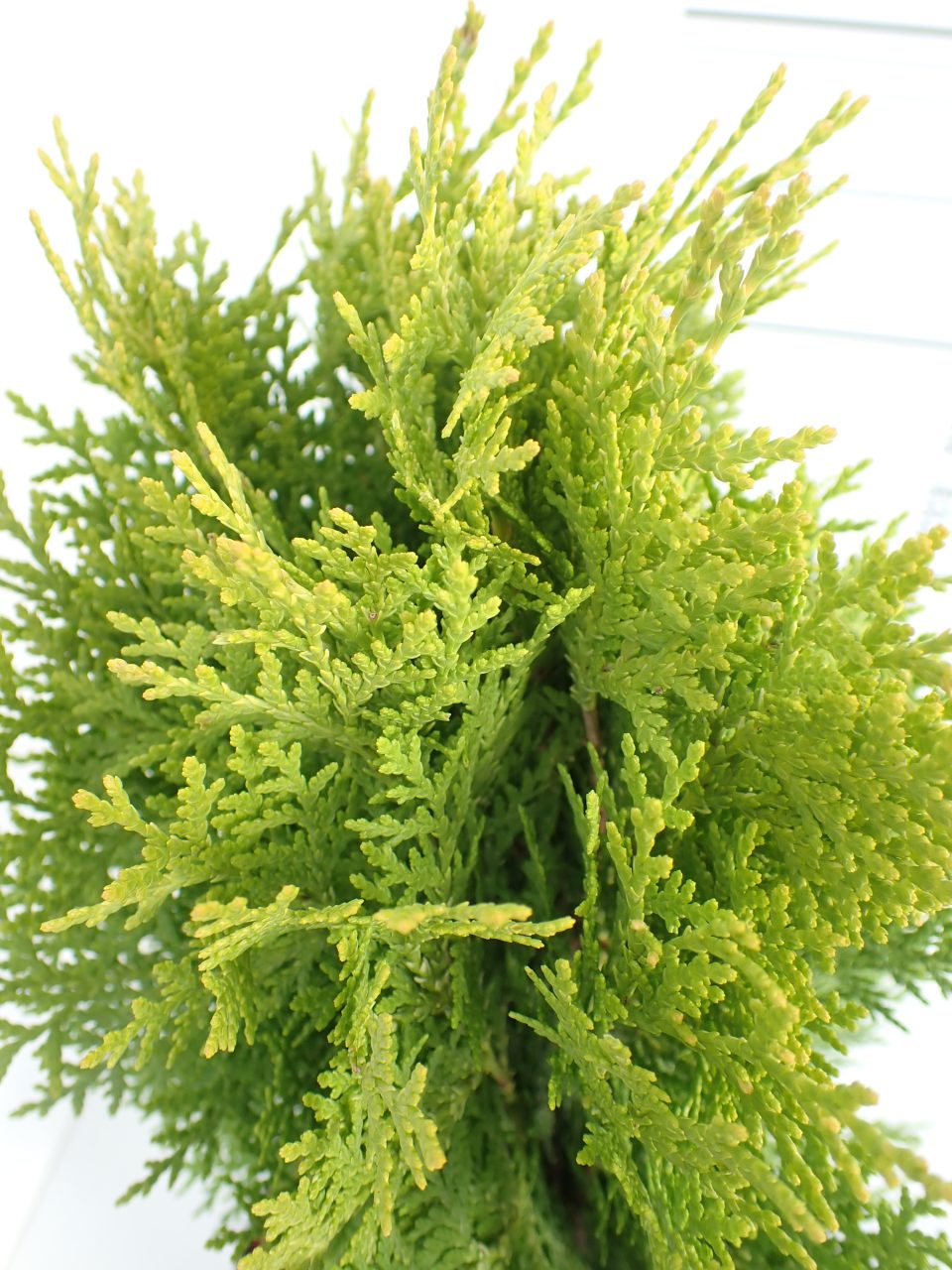 Aurea Nana - Slika 3