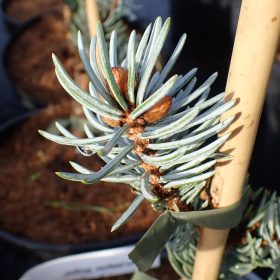 Srebrna smreka 'Hoopsii'