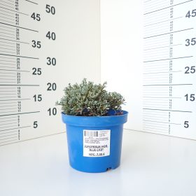 Juniperus Blue chip