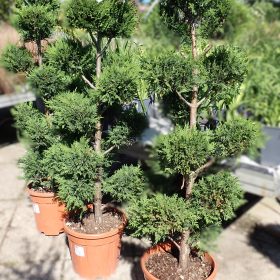 Čempres Leylandii - pomponi