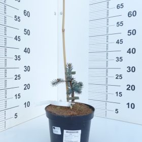 PICEA HOOPSII