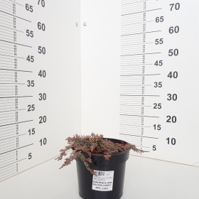 Borovica 'Golden Carpet'