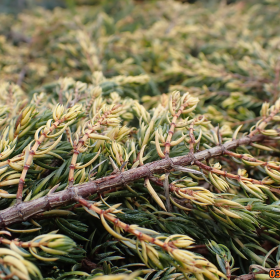 Borovica 'Goldschatz'