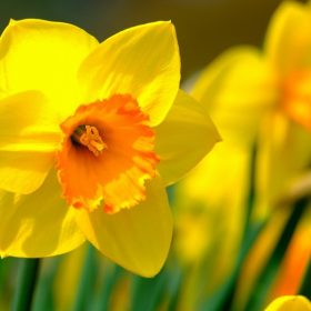 Narcis - lukovice