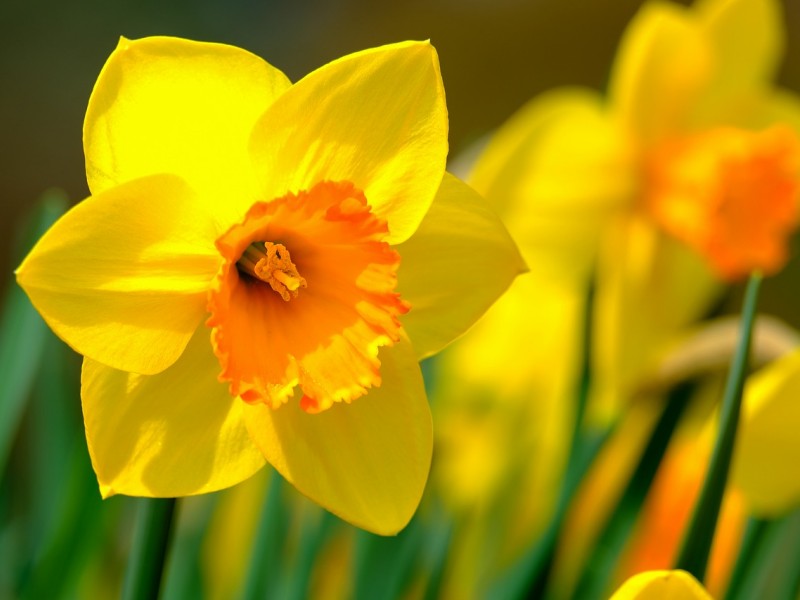 Narcis - lukovice