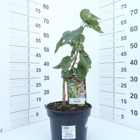 AUCUBAEFOLIA