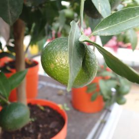 Mandarina