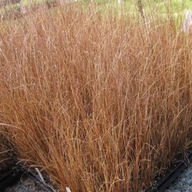 Carex 'Red Rooster'