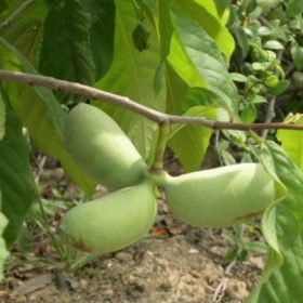 Indijanska banana 'Ithaca'