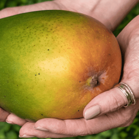 mango keitt plod