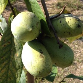 Indijanska banana 'NC1'