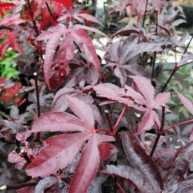 Japonski javor 'Bloodgood'