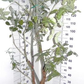 Eucalyptus Globulus