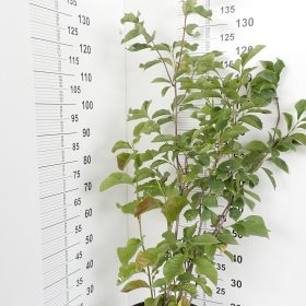 Magnolia Nigra 42 e