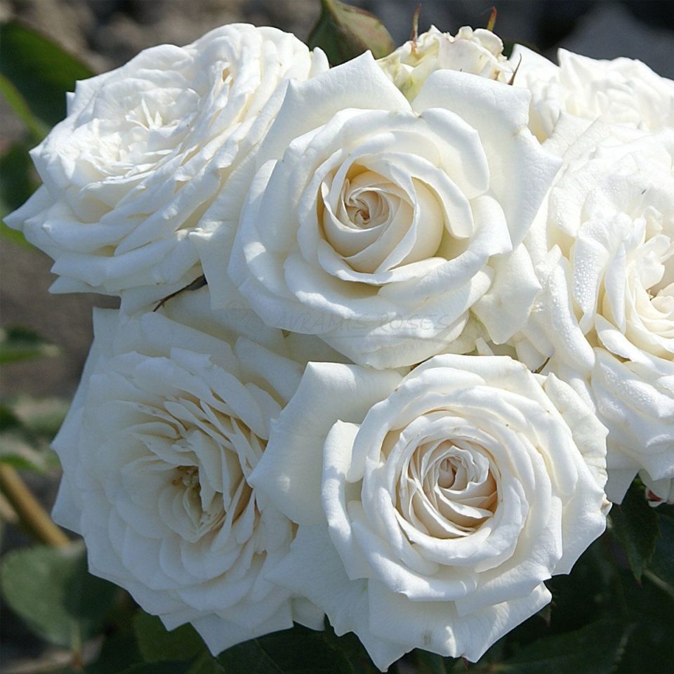 Bouquet Blanc