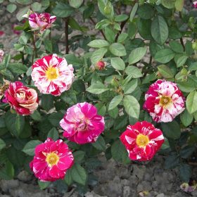 Ruža 'Bright Stars'