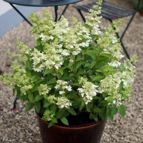 Hortenzija 'Confetti'