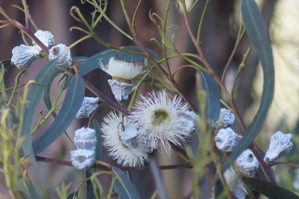 Eukaliptus 'Globulus'
