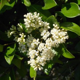 ligustrum