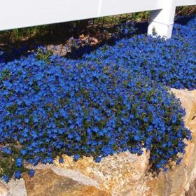 Lithodora diffusa
