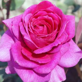 Ruža 'Megas Porphyros'