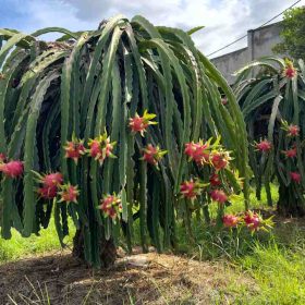 Pitaya