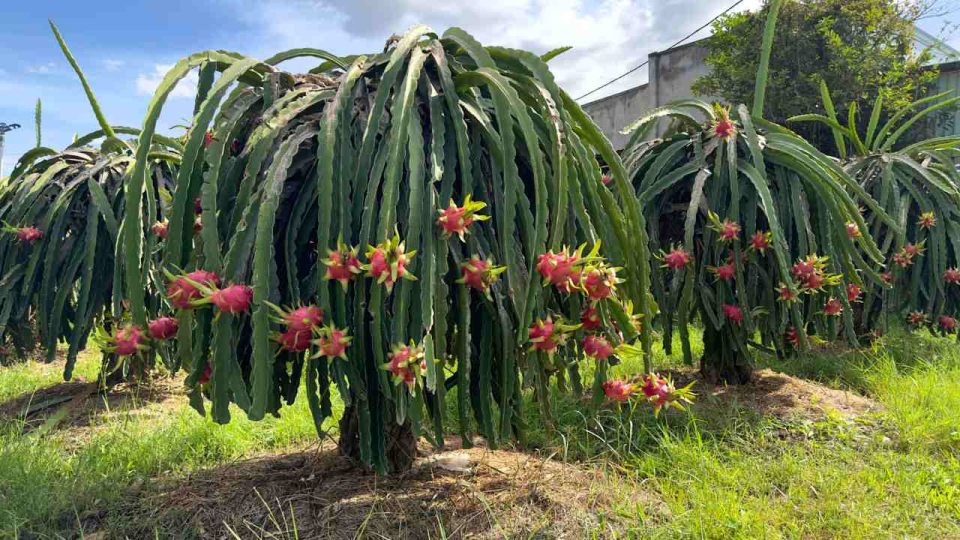 Pitaya