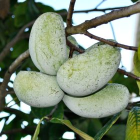Indijanska banana 'Prolific'