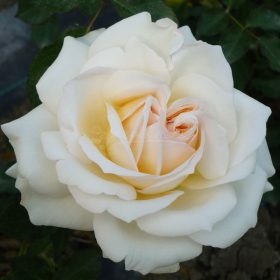 Ruža 'Rêve d‘ Amour'