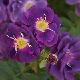 Ruža 'Rhapsody in Blue'