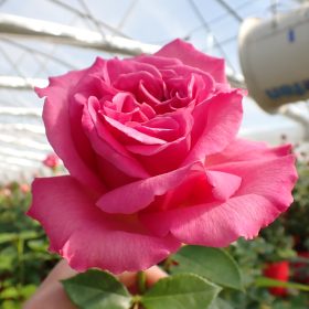 Ruža 'Rosa Ricca'