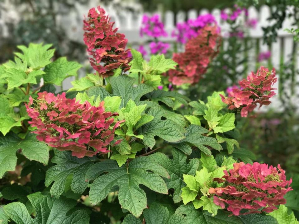 Hortenzija 'Ruby Slippers'