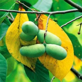 Indijanska banana 'Taylor'