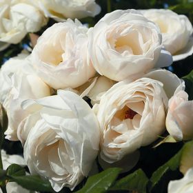 Ruža 'Ueteresener Klosterrose'