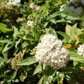 Suručica 'Albiflora'