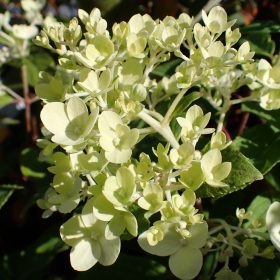 Hortenzija 'Limelight'