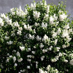 Jorgovan 'Madame Lemoine'