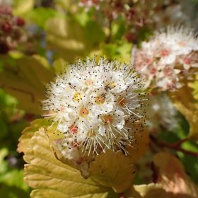 Physocarpus 'Luteus'