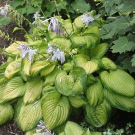 Hosta 'Stained Glass'