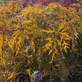 Japanski javor 'Green Lace'